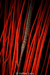 Trumpetfish in gorgonia by Volker Lonz 